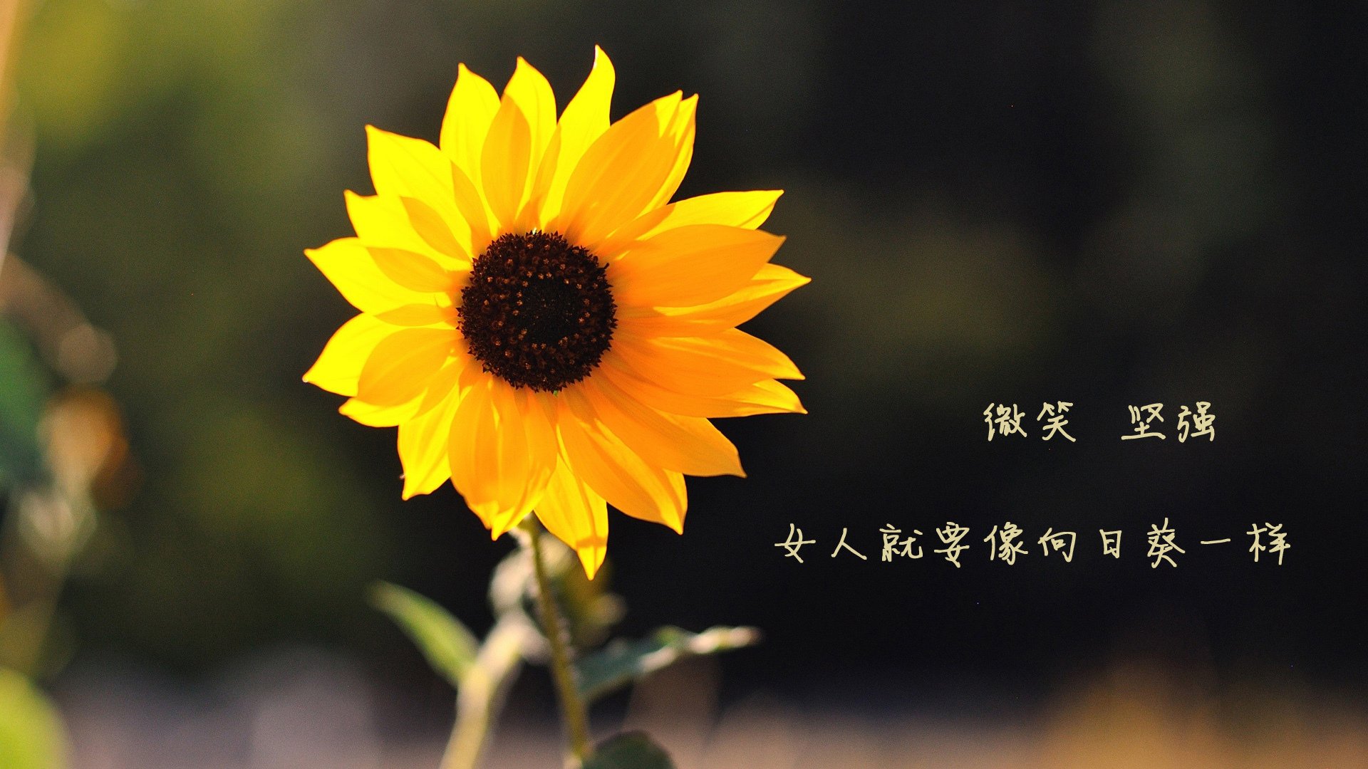 澳大利亚豪门再次挑战国际对手，实力大比拼，澳大利亚土豪travers