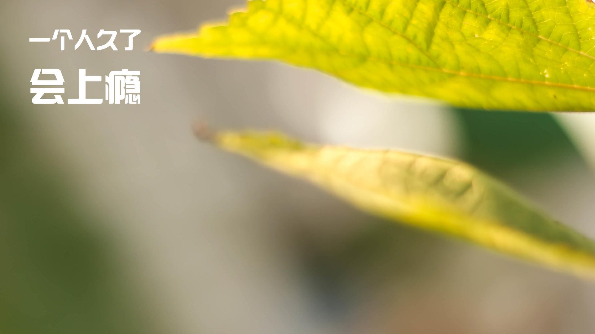 九游APP官网-看好意甲冠军希望？亚特兰大表现亮眼，意甲亚特兰大外号