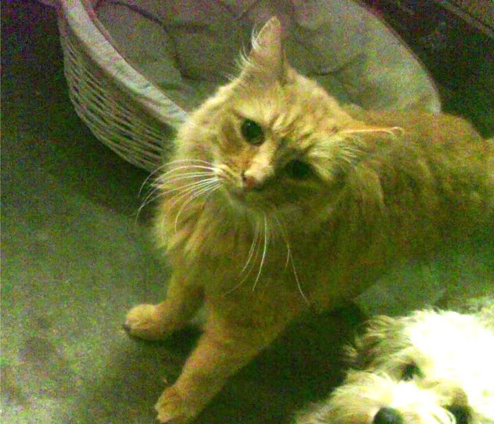 世界足球冠军联赛决赛精彩上演，豪门对决激动人心，世界冠军足球队